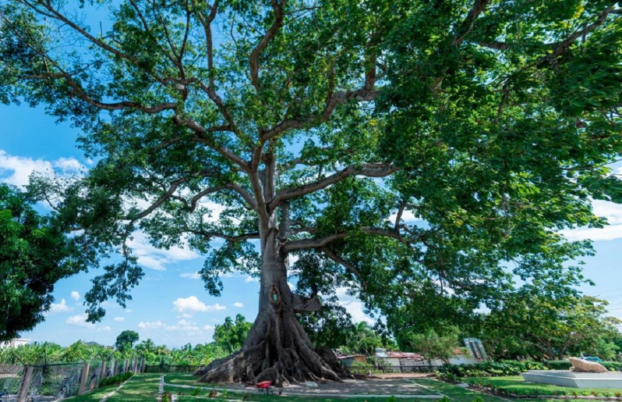 Santiago se une a la celebración del Día del Árbol con el arbusto más viejo  del país | Ministerio de Educación de la República Dominicana