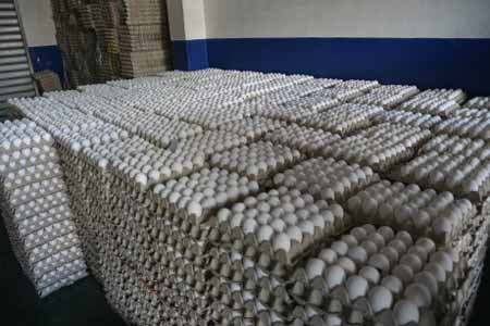  imagen Distribuidores de huevos de Moca aumentaron sus ventas con los séptimos juegos escolares 